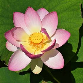 Pink Lotus