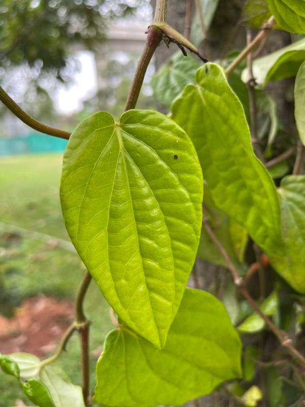 Betal Leaves