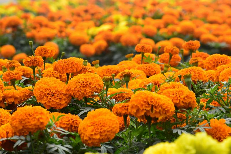 Orange Mari Gold
