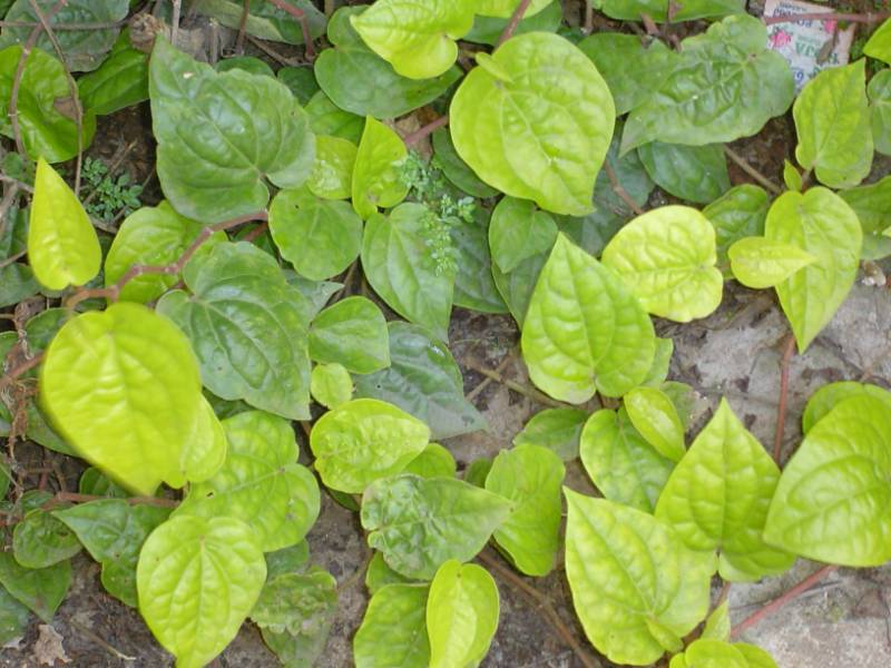 Betal Leaves