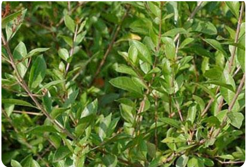 Mehandi Leaves