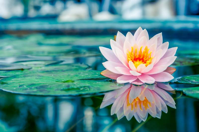 Pink Lotus