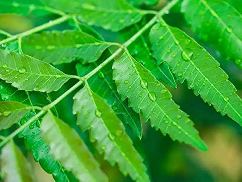 Neem Leaves
