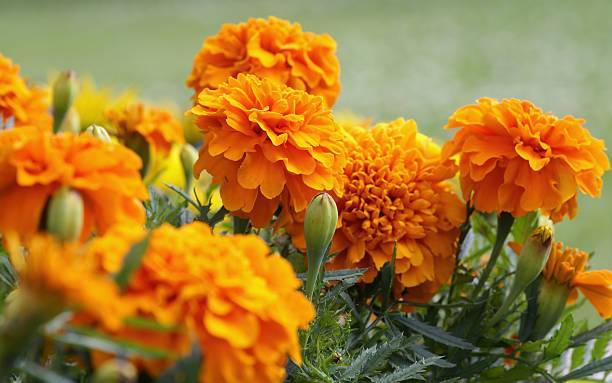 Orange Mari Gold