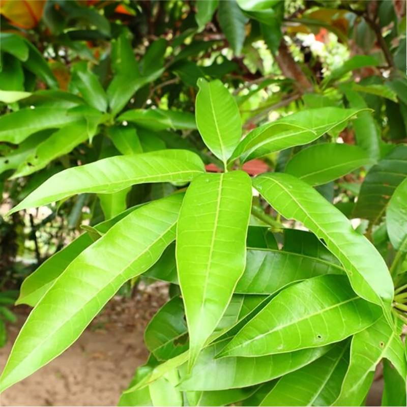 Mango Leaves