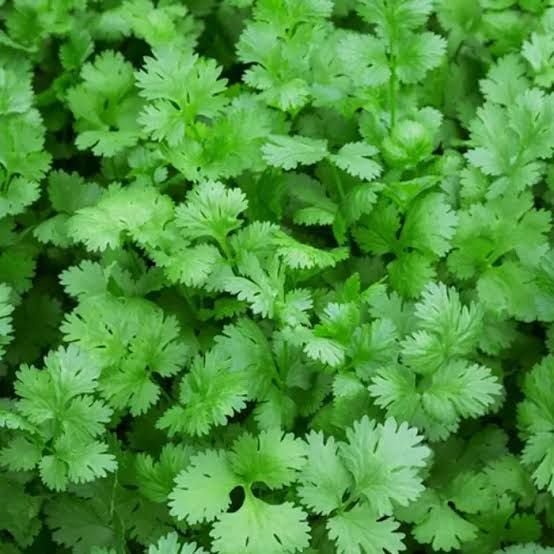 Coriander Leaves Bunch