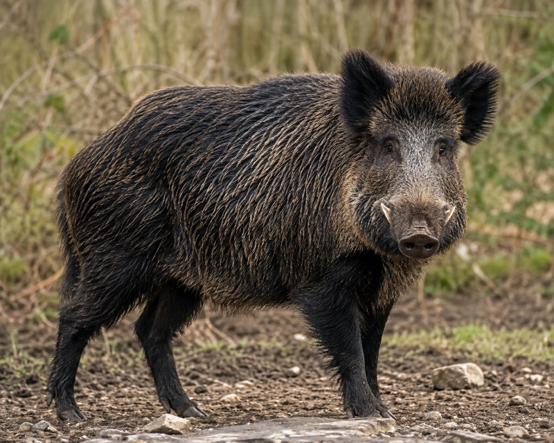Special Boar