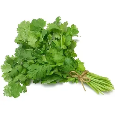 Coriander Leaves Bunch