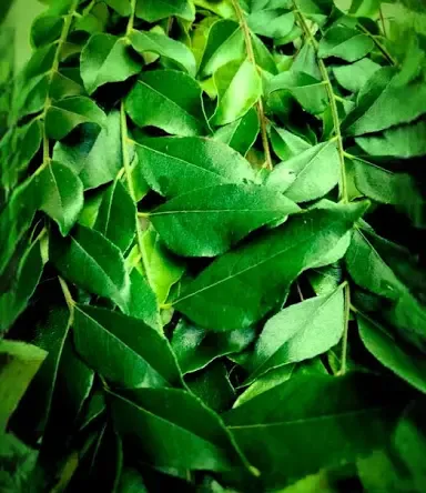 Curry Leaves