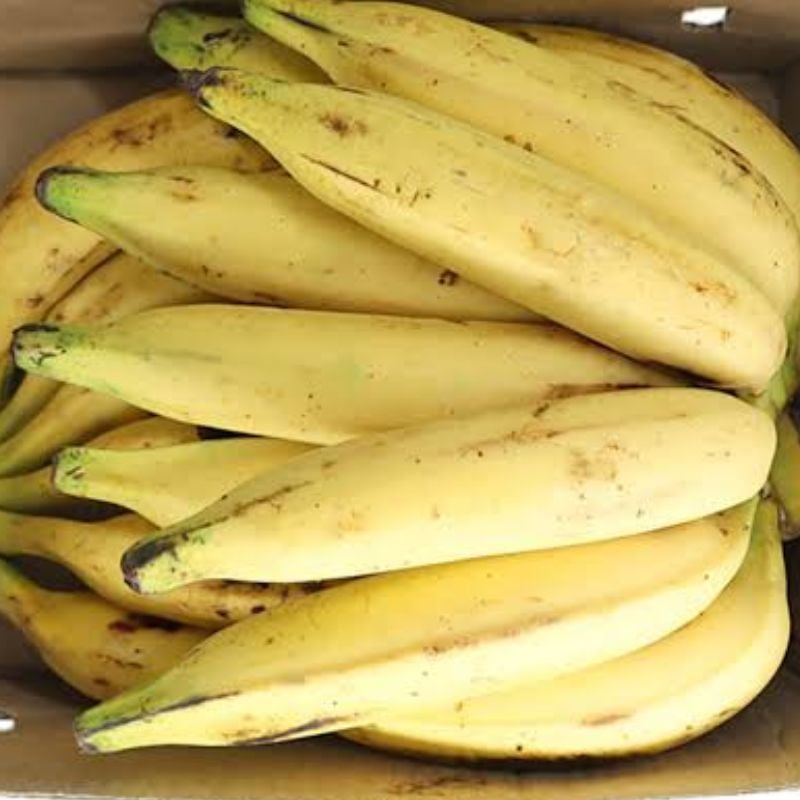 Indian Plantain (YB)