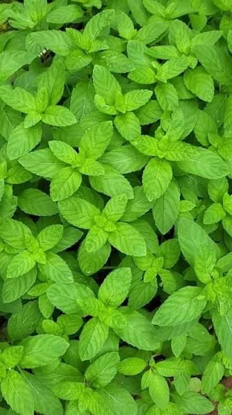 Mint Leaves Bunch