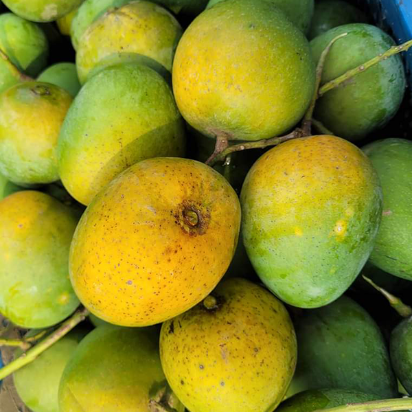 হিমসাগর আম - ১ কেজি