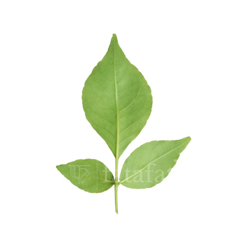 Bilva Patra / Bel / Bilipatra / Vilvam Ilai Leaves for Pooja