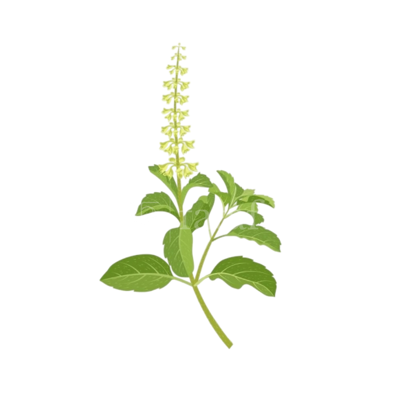 Tulsi / Tulasi / Thulasi Leaves for Pooja