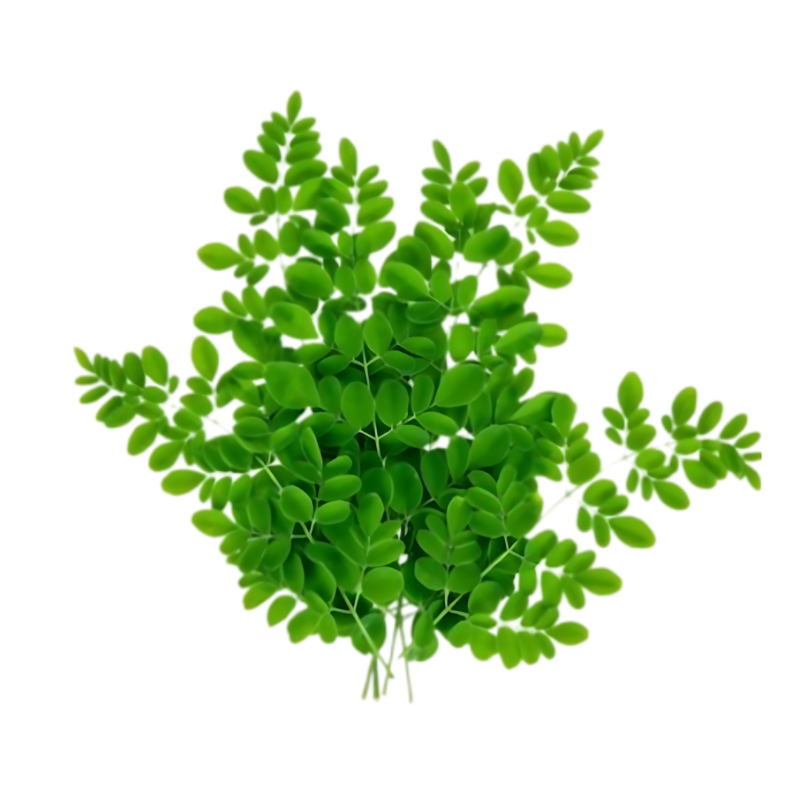 Drumstick Leaves / Moringa Leaf (250g-280g) (Fresh vegetables)