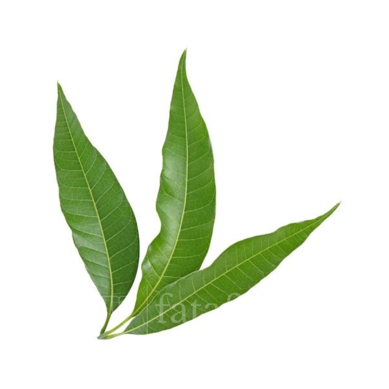 Aam Pata / Amrapatra / Maamara Ilai Leaves for Pooja