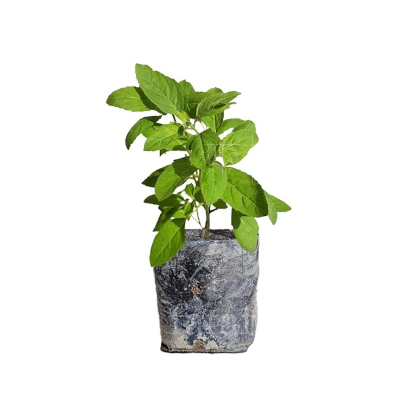 Tulsi / Tulasi / Thulasi / Basilic sacré Plant