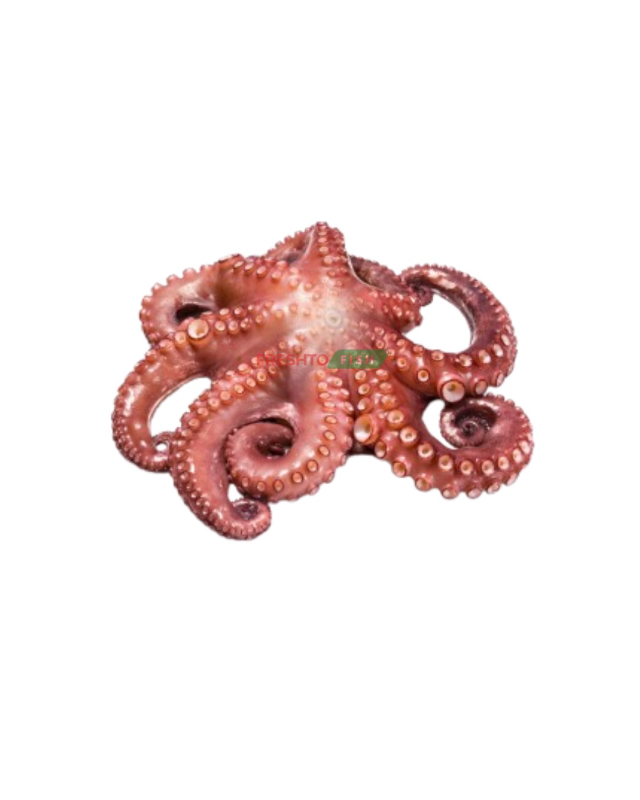 Octopus