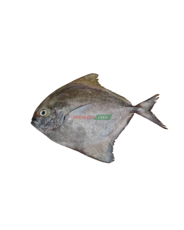 BlackPomfret fish (Avoli)  Cleaned