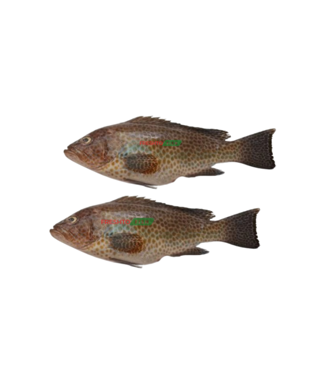 Grouper fish (Hamoor,Kalava) Cleaned