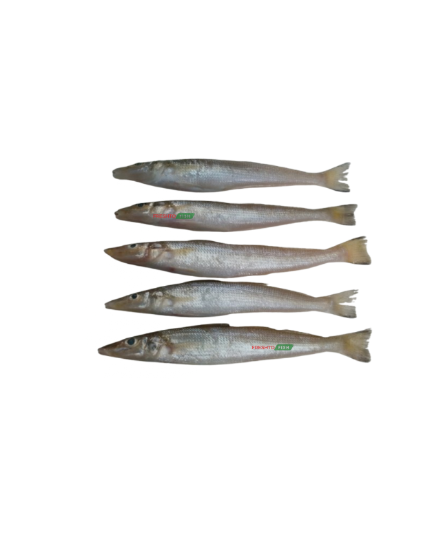 Lady Fish (Noongal) whole