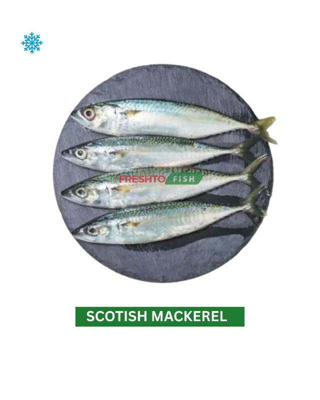 scotish Mackerel 1kg