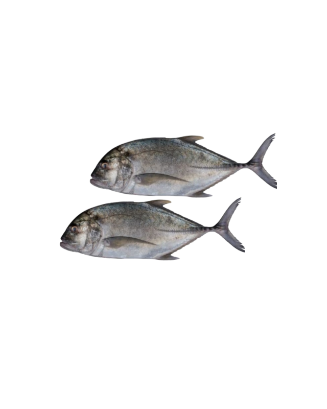 Travelly fish(Vatta) Cleaned