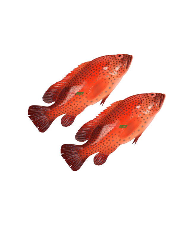 Redgrouper (Hamoor) whole