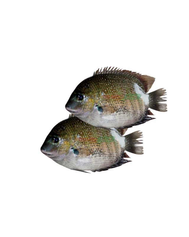 Pearlspot fish (Karimeen) Cleaned