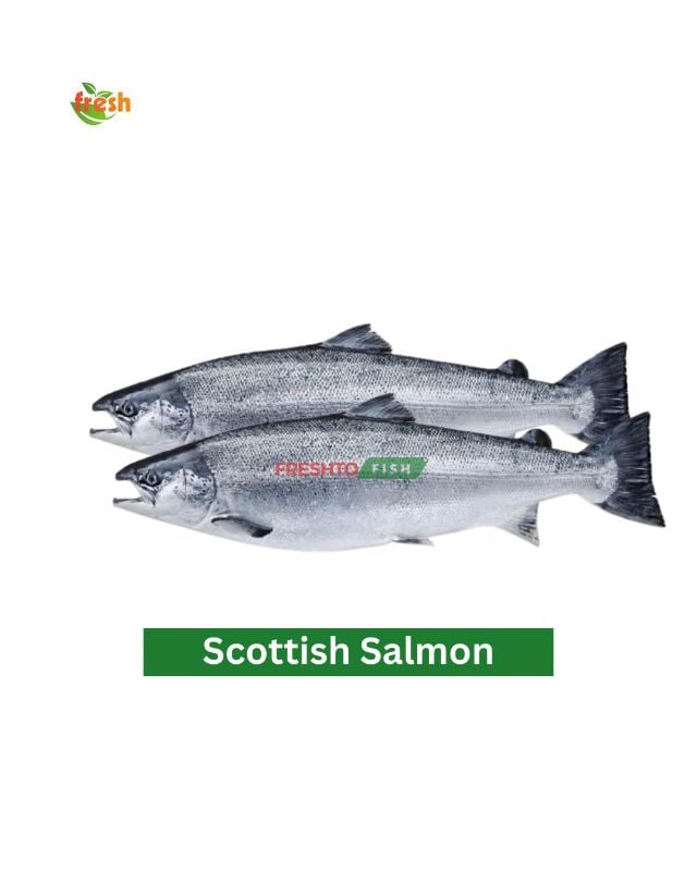 Scottish Salmon Cleaned
