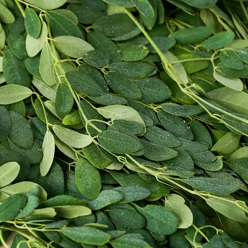 Drumstick leaves-3.69/piece