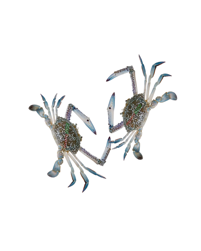 Blue Crab male (Njandu) Non Cleaned