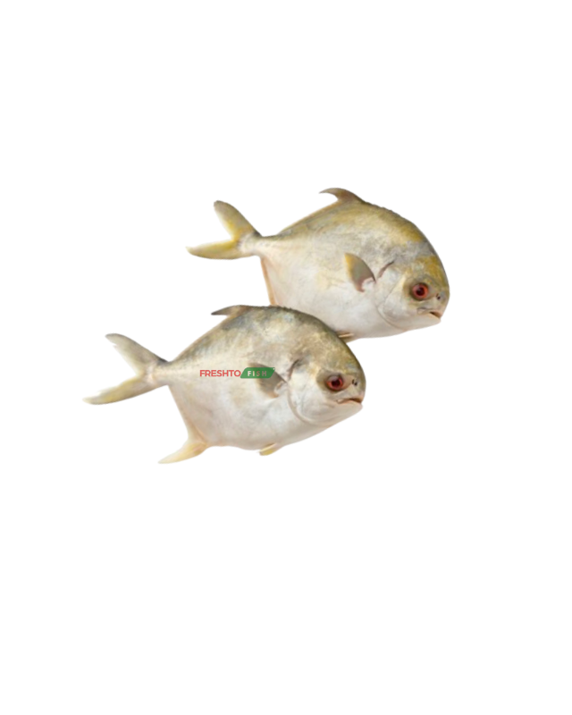 Golden Pomfret (Avoli) whole