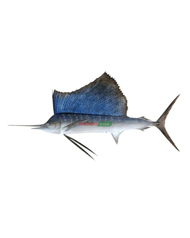 Sail Fish (Ola)