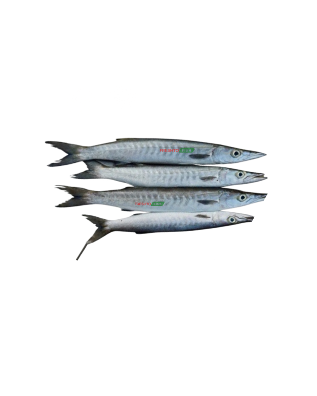 Baracuda fish (seelavu) cleaned