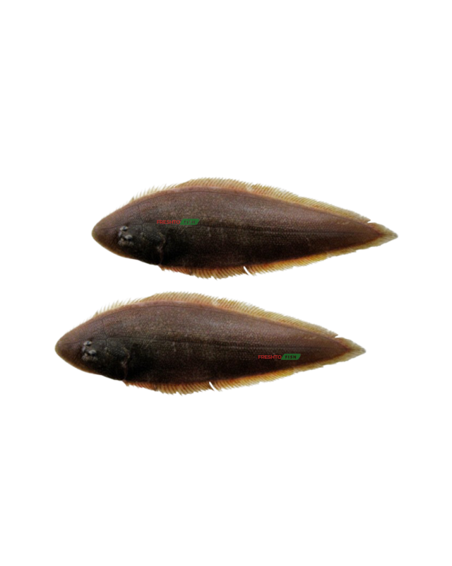 Tounguesole(Nangu/Manda) whole