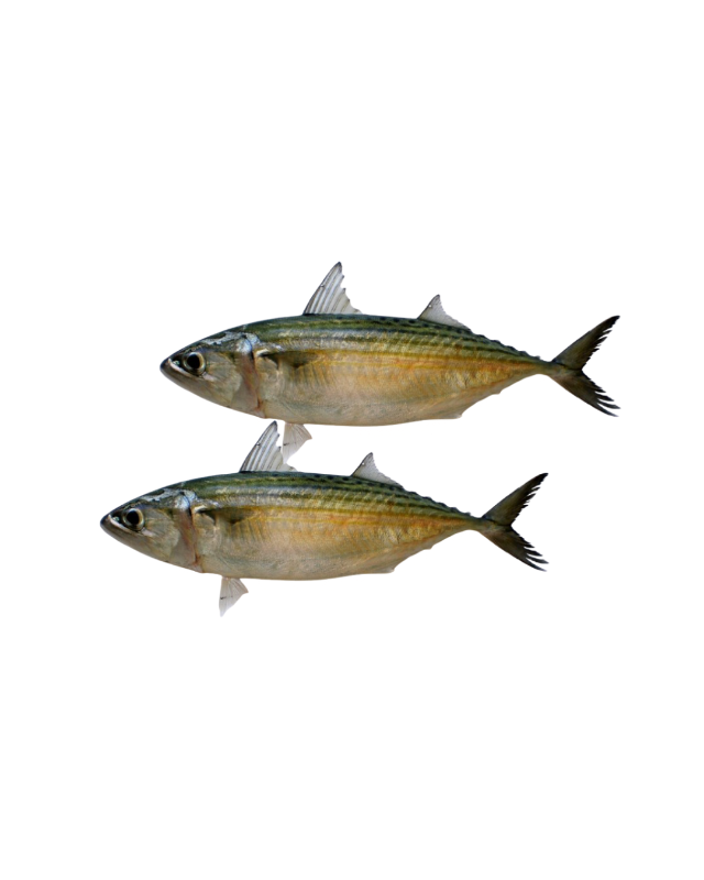 Indian Mackerel fish Cleaned