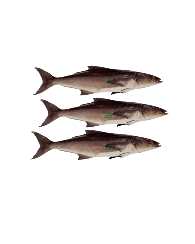 Cobia (Motha) Cleaned(1kg)