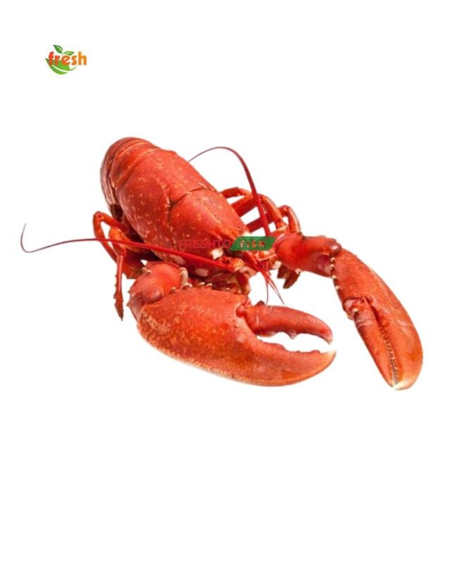 Lobster Whole