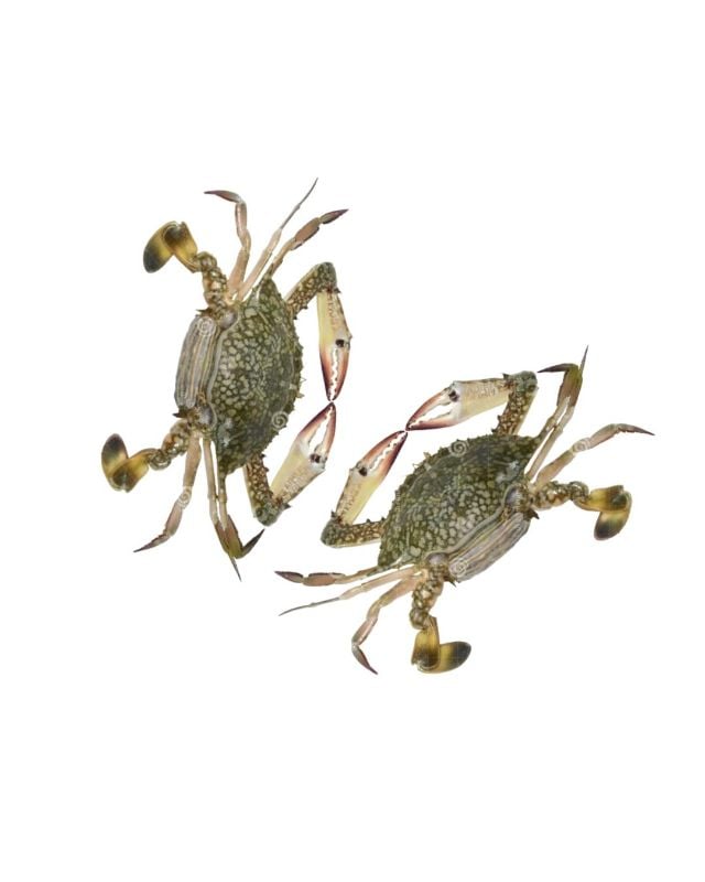 Blue Crab female (Njandu) Non Cleaned