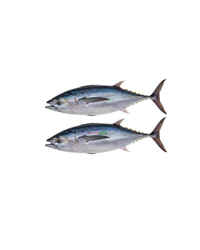 Tuna whole
