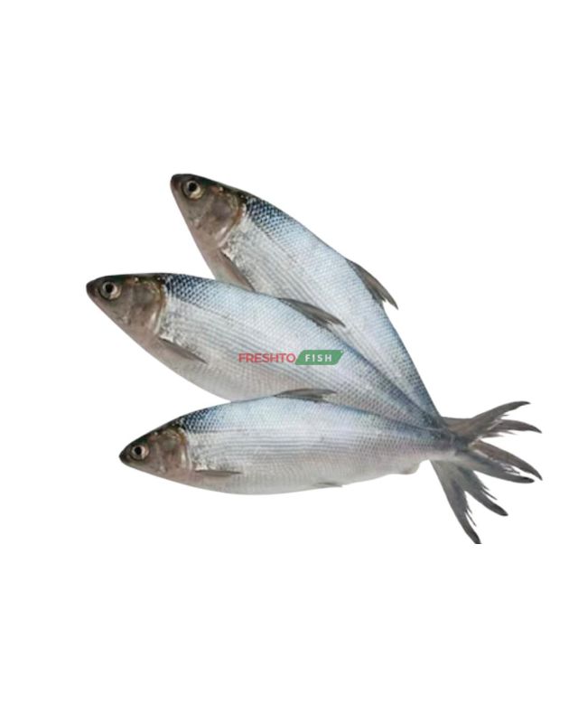 Milk Fish Non Cleaned 6kg box