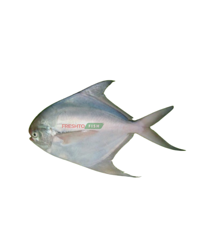 Silver Pomfret