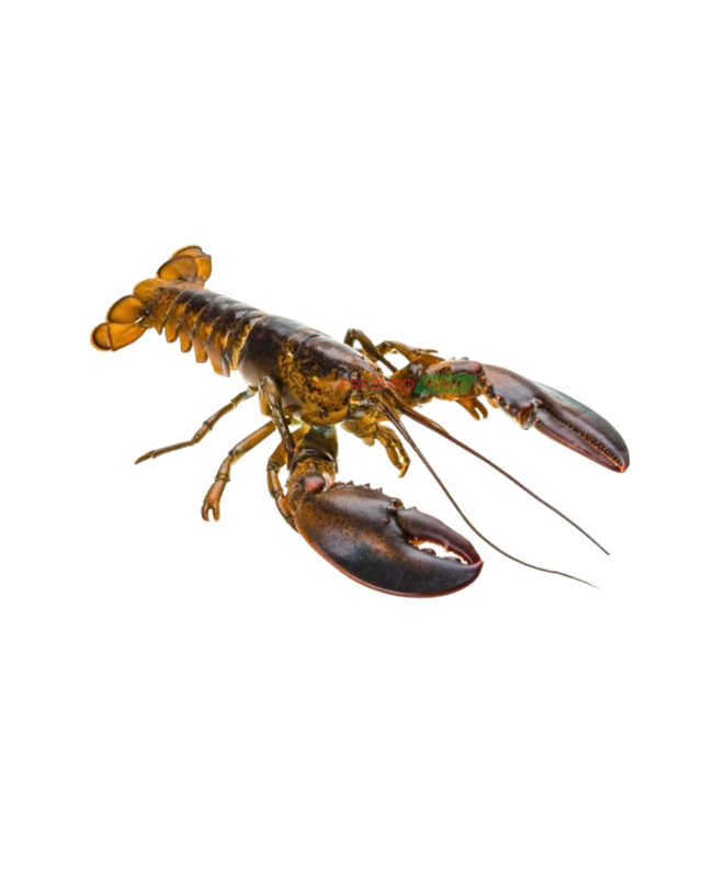 Lobster (Frozen)