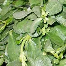 பருப்பு கீரை – Purslane Leaves 1bun