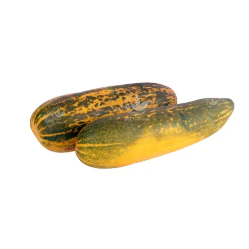 Malabar Cucumber / வெள்ளரி-மலபார் - 500gm