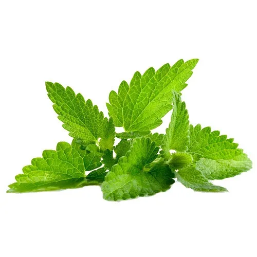 புதினா – Mint Leaves 1bun