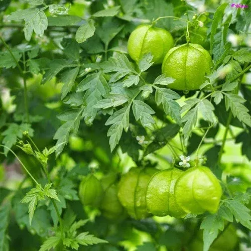 முடக்கத்தான் கீரை – Balloon Vine Leaves 1bun