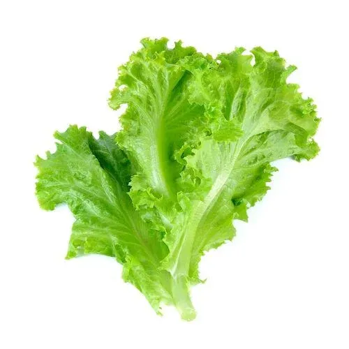 கிரீன் லெட்டுயுஸ் – Green Lettuce 500gm