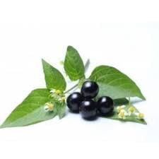 மணத்தக்காளிக் கீரை – Black Nightshade Leaves  1bun